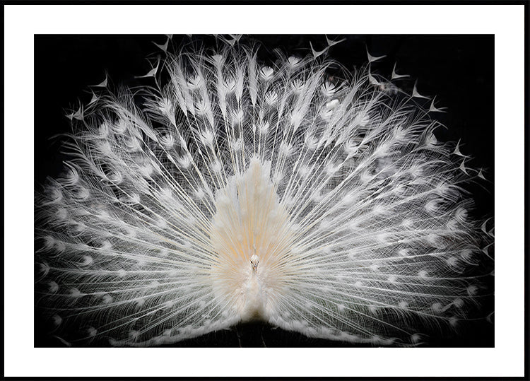 Schwarz-Weiß, Poster