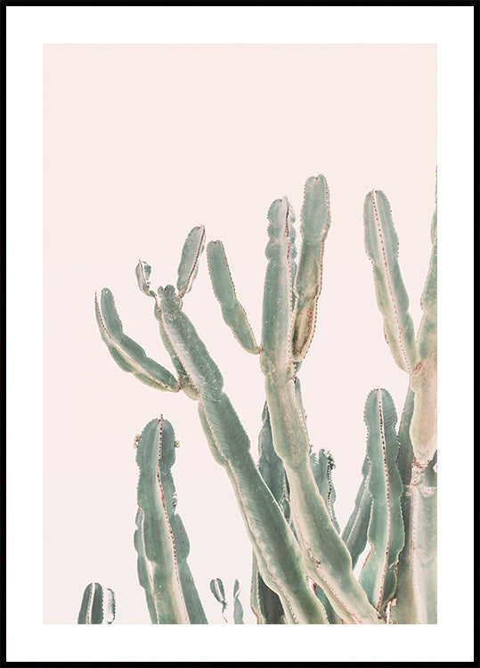 Sonnenaufgangskaktus