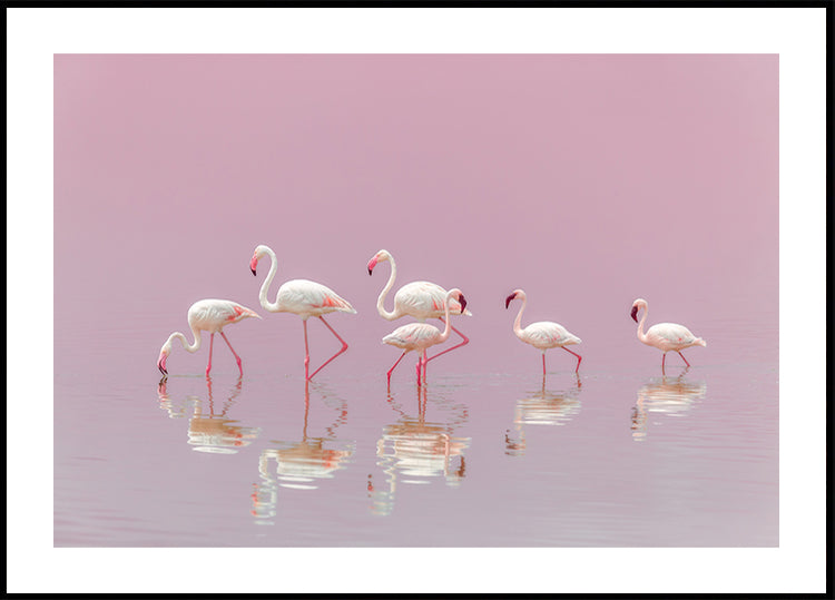 Flamingos-Poster