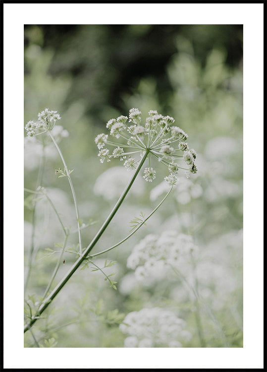 Weiße Wildblumen auf einer sanften grünen Wiese Poster - Posterbox.dk