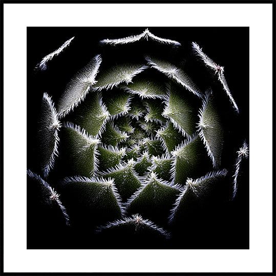 Sempervivum-Rosetten-Poster