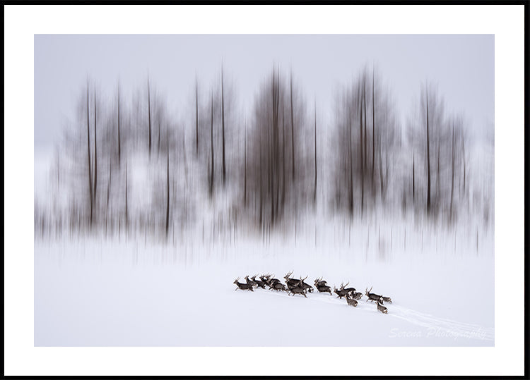 Winter in Hokkaido Poster