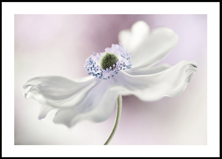 Poster mit Anemonenbrise