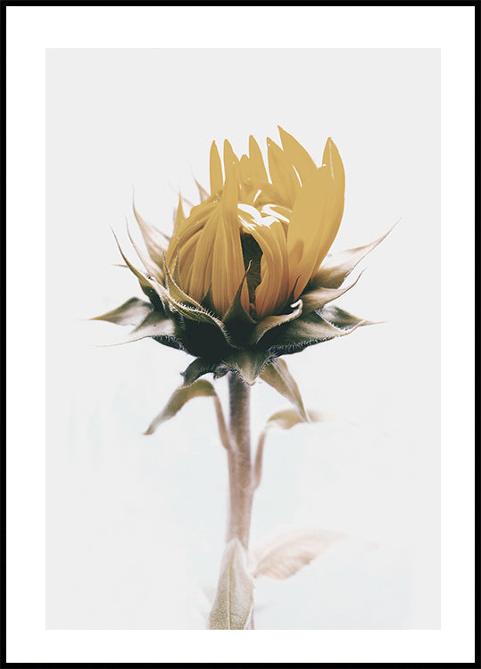 Gelbes Sonnenblumen-Poster - Posterbox.dk