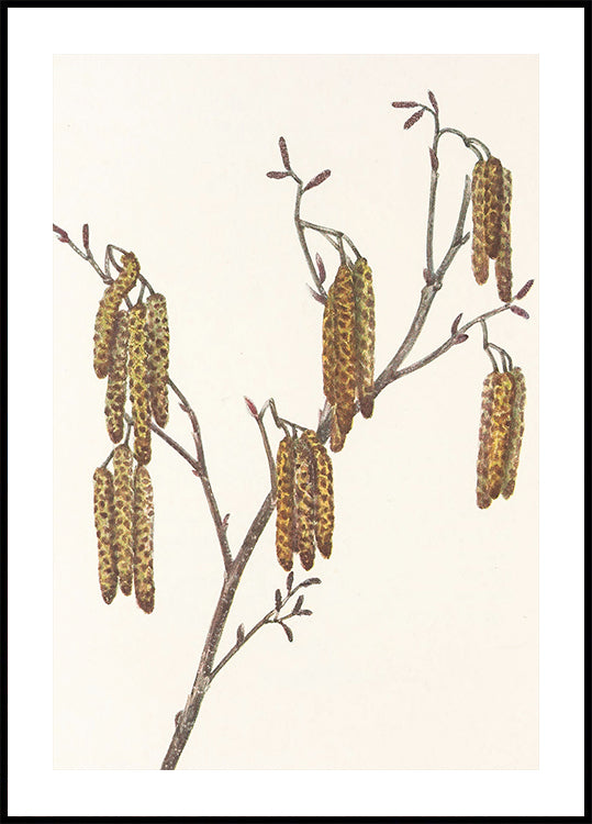 Hasel-Erle (alnus Regosa) aus nordamerikanischen Wildblumen (1925) von Mary Vaux Walcott. Plakat