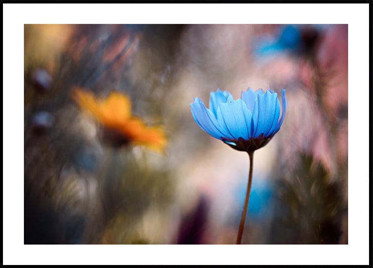 Willst du mit mir tanzen?