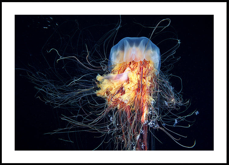 Riesige Löwenmähne