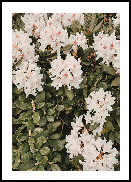 Hibiskus-Poster - Posterbox.dk