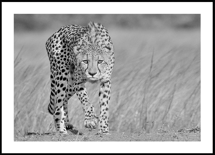 Konzentriertes Raubtier