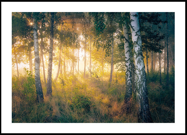 Gold im Wald Poster