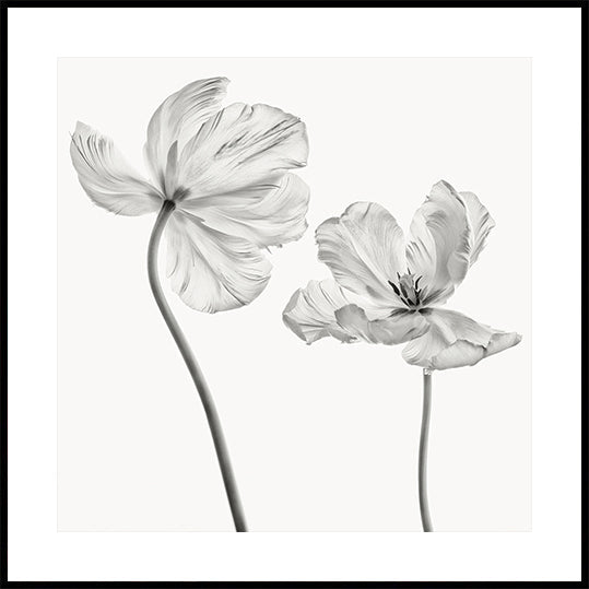 Gleiches Tulpenplakat