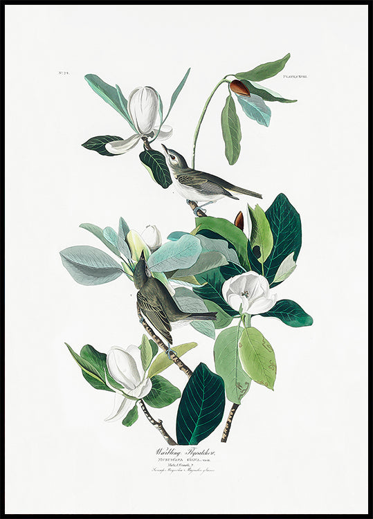 Warbling Flycatcher von Birds of America (1827) Poster