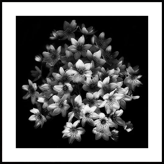 Frühes Sensationsplakat