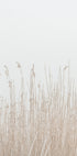 Gras im Nebel Poster - Posterbox.dk
