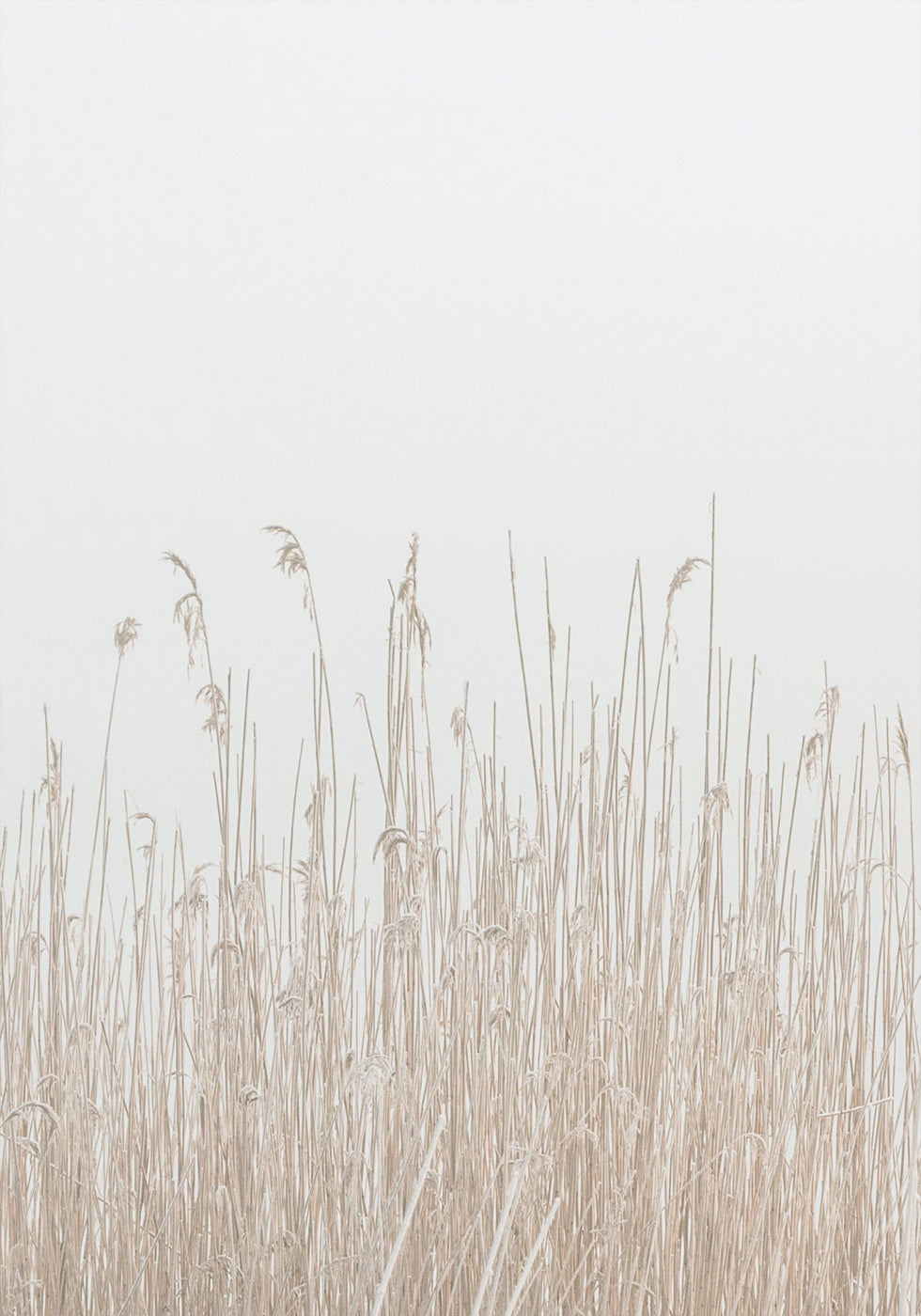 Gras im Nebel Poster - Posterbox.dk