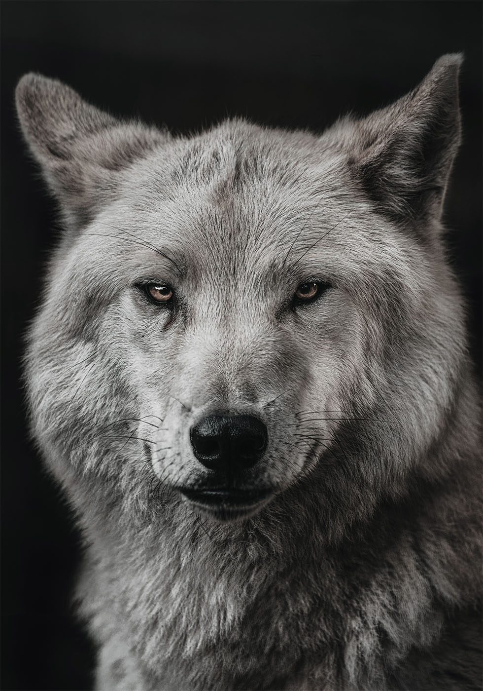 Grauer Wolf Poster - Posterbox.dk