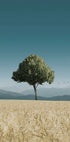 Grüner Baum im Feld Poster - Posterbox.dk