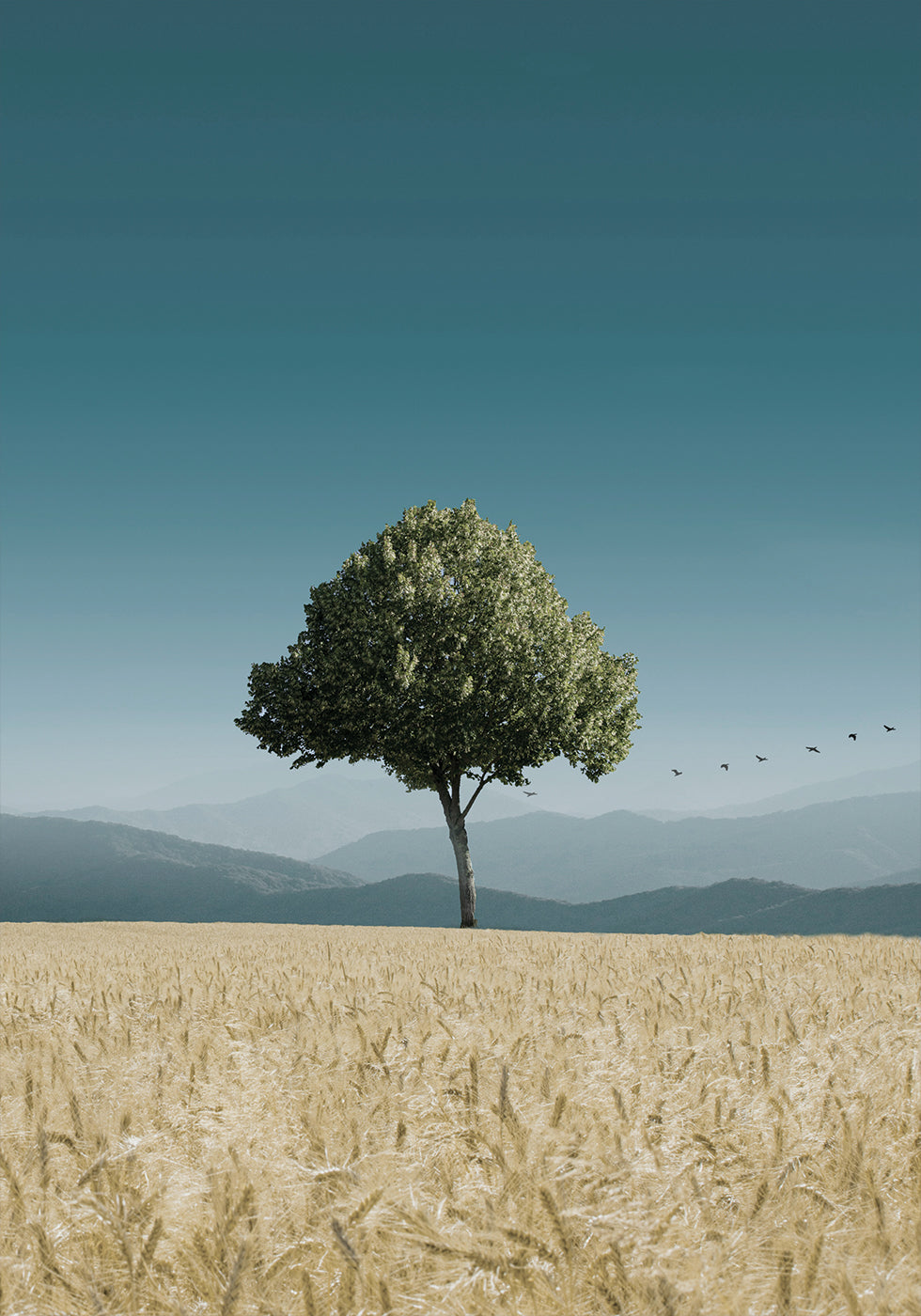 Grüner Baum im Feld Poster - Posterbox.dk