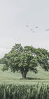 Grüner Baum im Feld Poster - Posterbox.dk