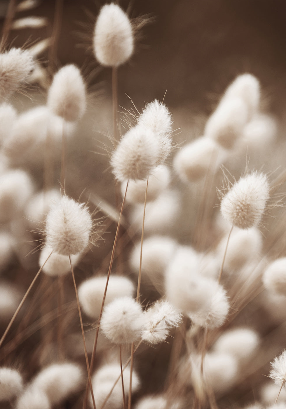 Sanfte Eleganz des Lagurus-Posters - Posterbox.dk