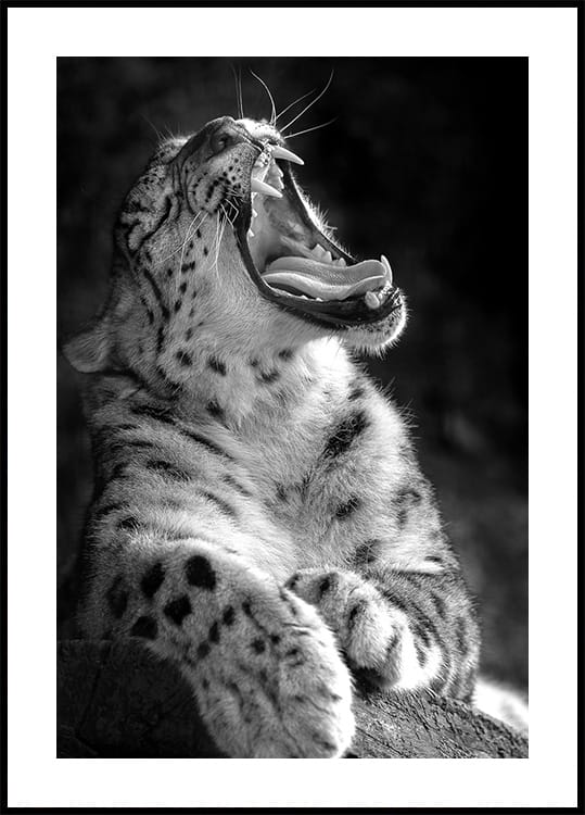 Majestätisches Leopardengebrüll Poster - Posterbox.dk
