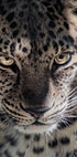 Leoparden-Poster - Posterbox.dk