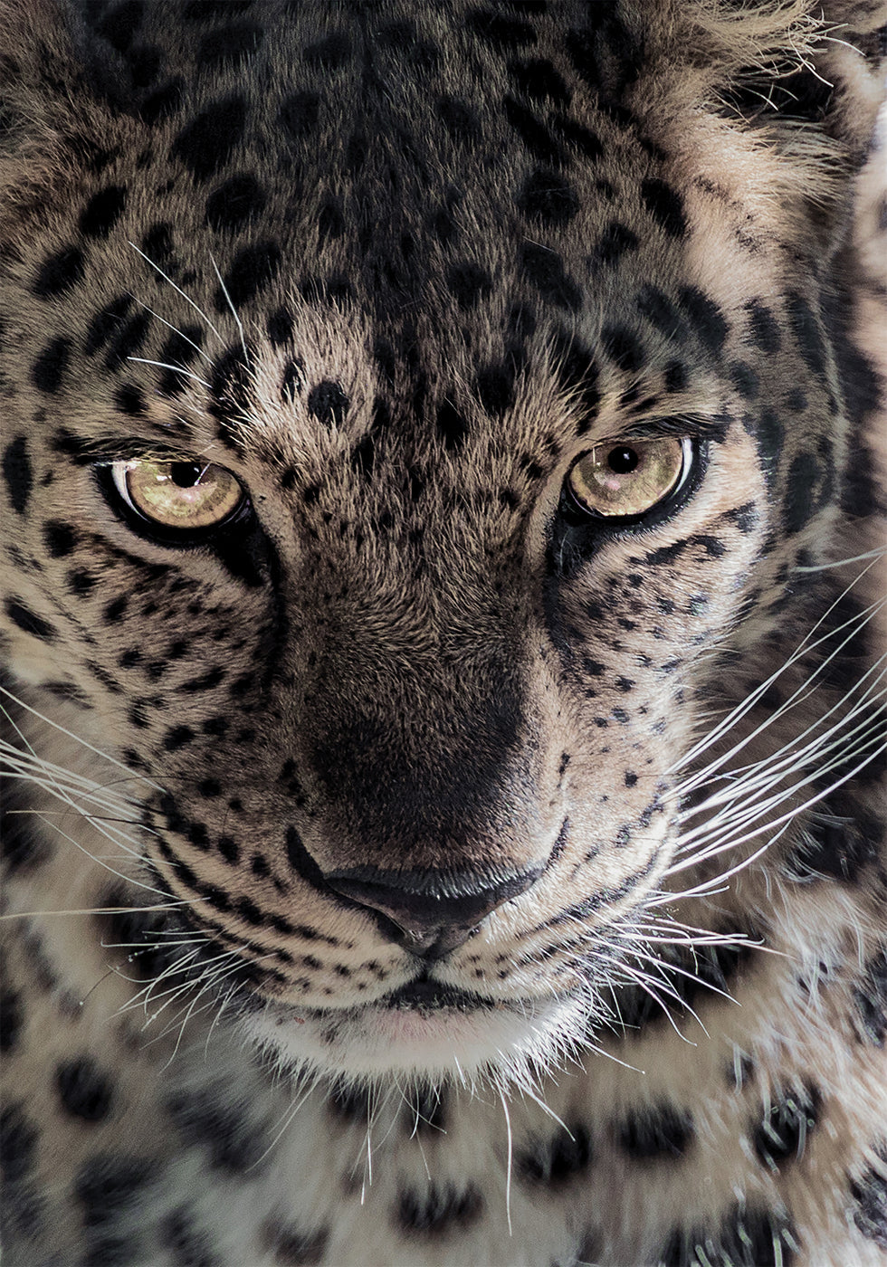 Leoparden-Poster - Posterbox.dk