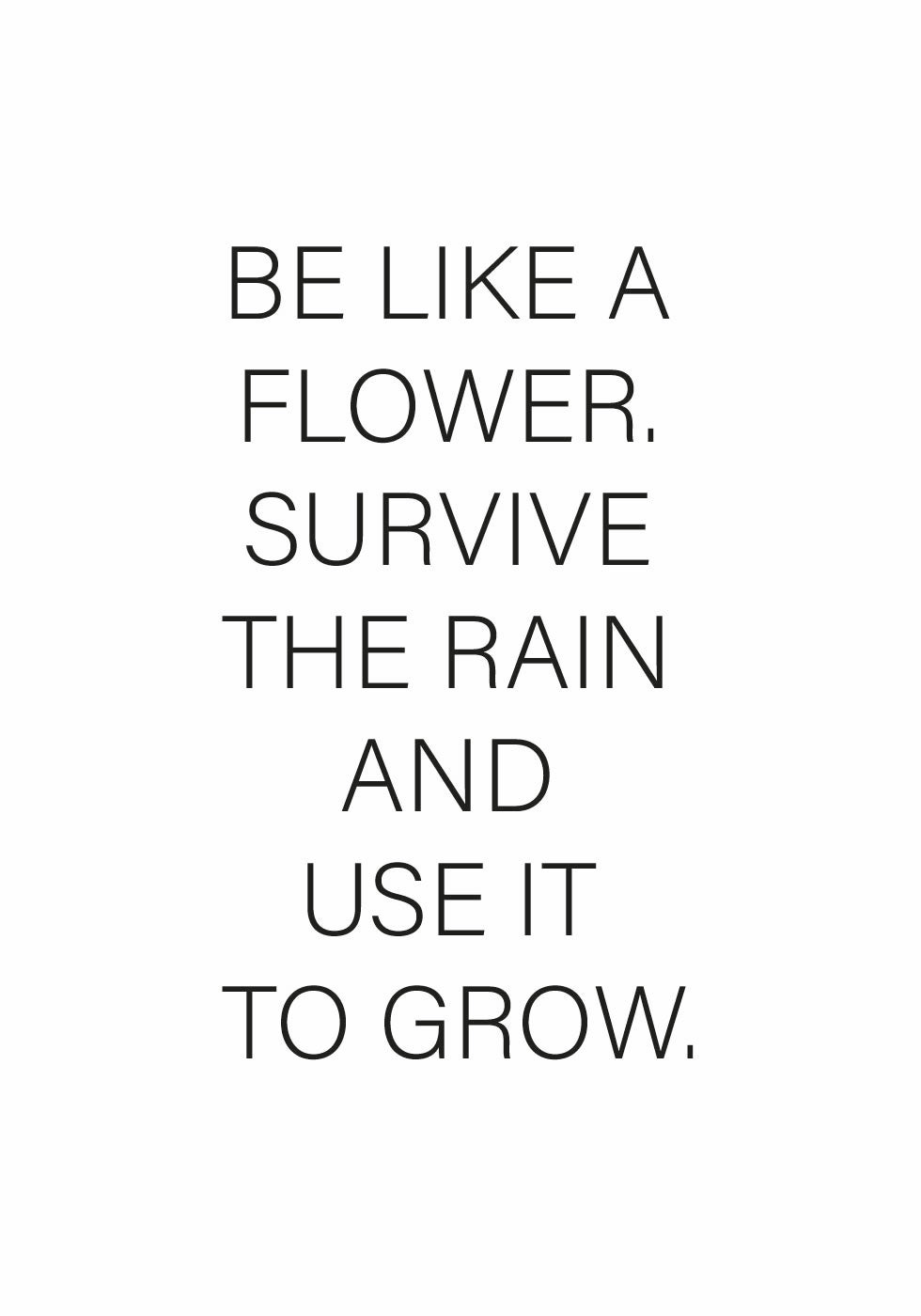 Wie eine Blume Poster - Posterbox.no