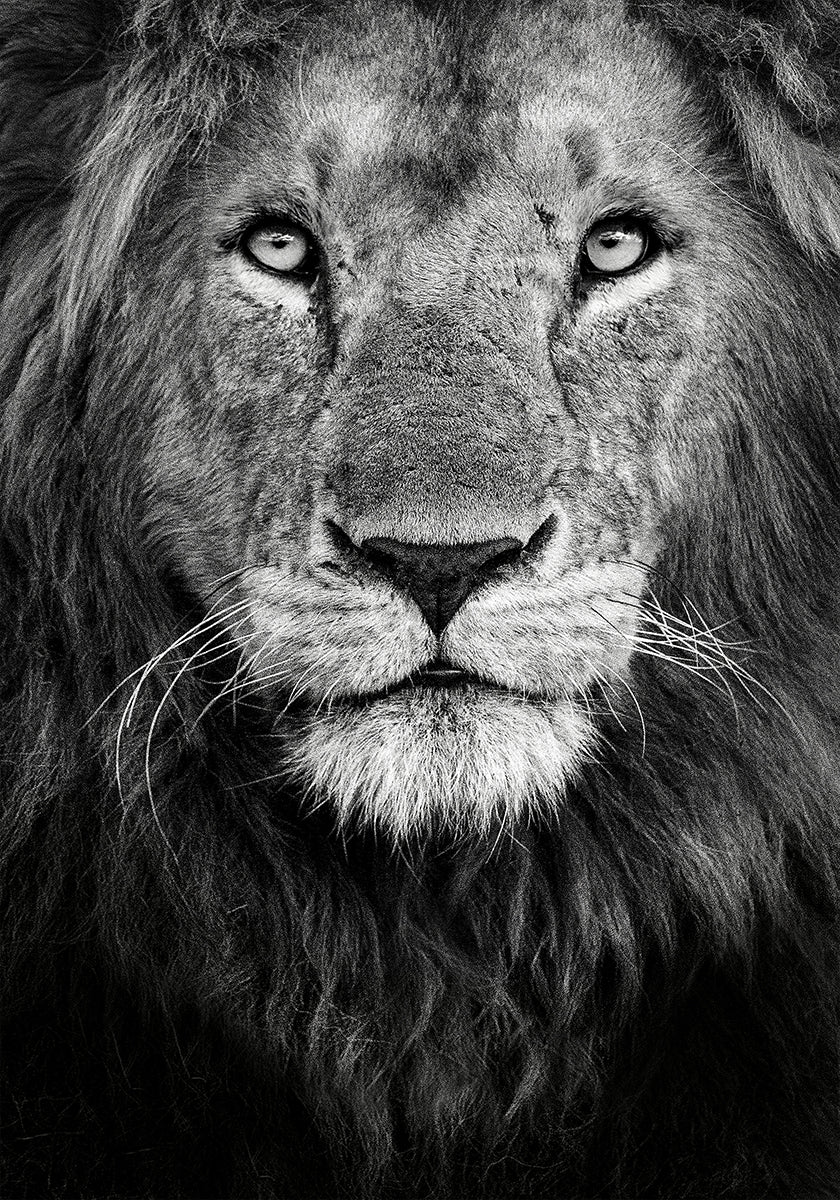 Poster mit königlichem Porträt