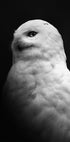 Schneeeule in Schwarz-Weiß-Poster - Posterbox.dk