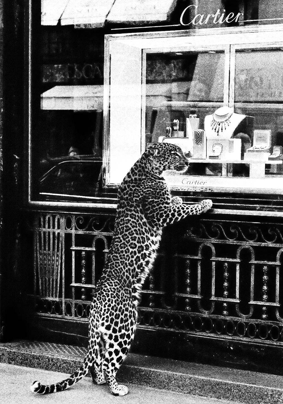 Panther im Juweliergeschäft Poster - Posterbox.dk