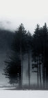 Pine Tree In a Foggy Field Poster - Posterbox.dk