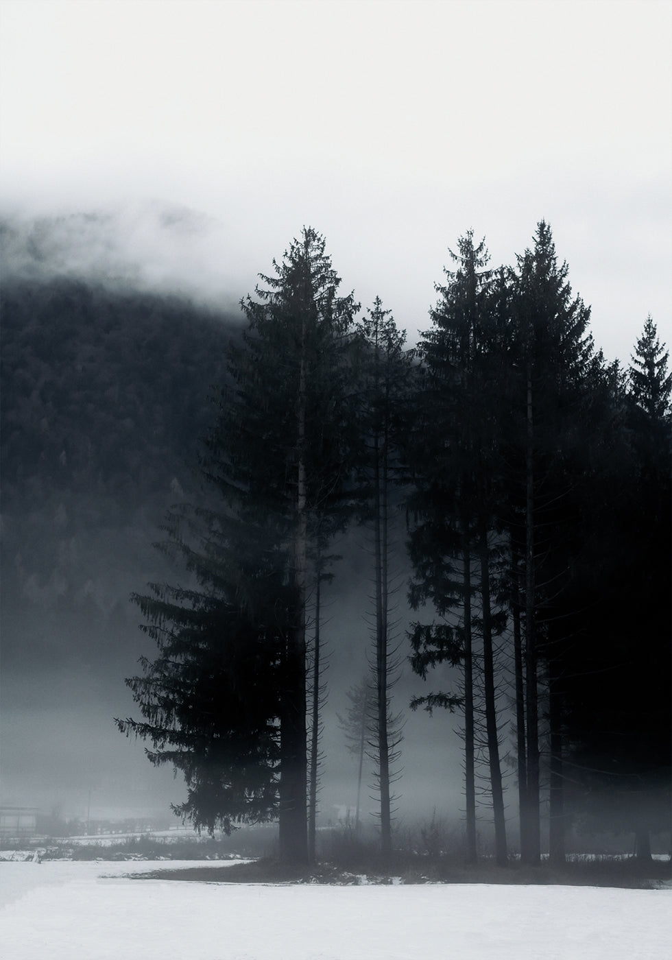 Pine Tree In a Foggy Field Poster - Posterbox.dk