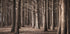 Pinewood Forest Poster - Posterbox.dk