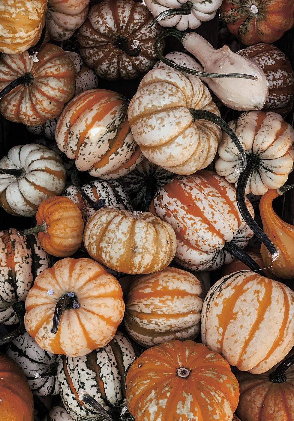 Lebendiges Herbstkürbis-Poster - Posterbox.dk