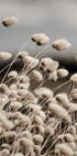 Reeds Field Poster - Posterbox.dk