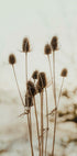Reeds Poster - Posterbox.dk