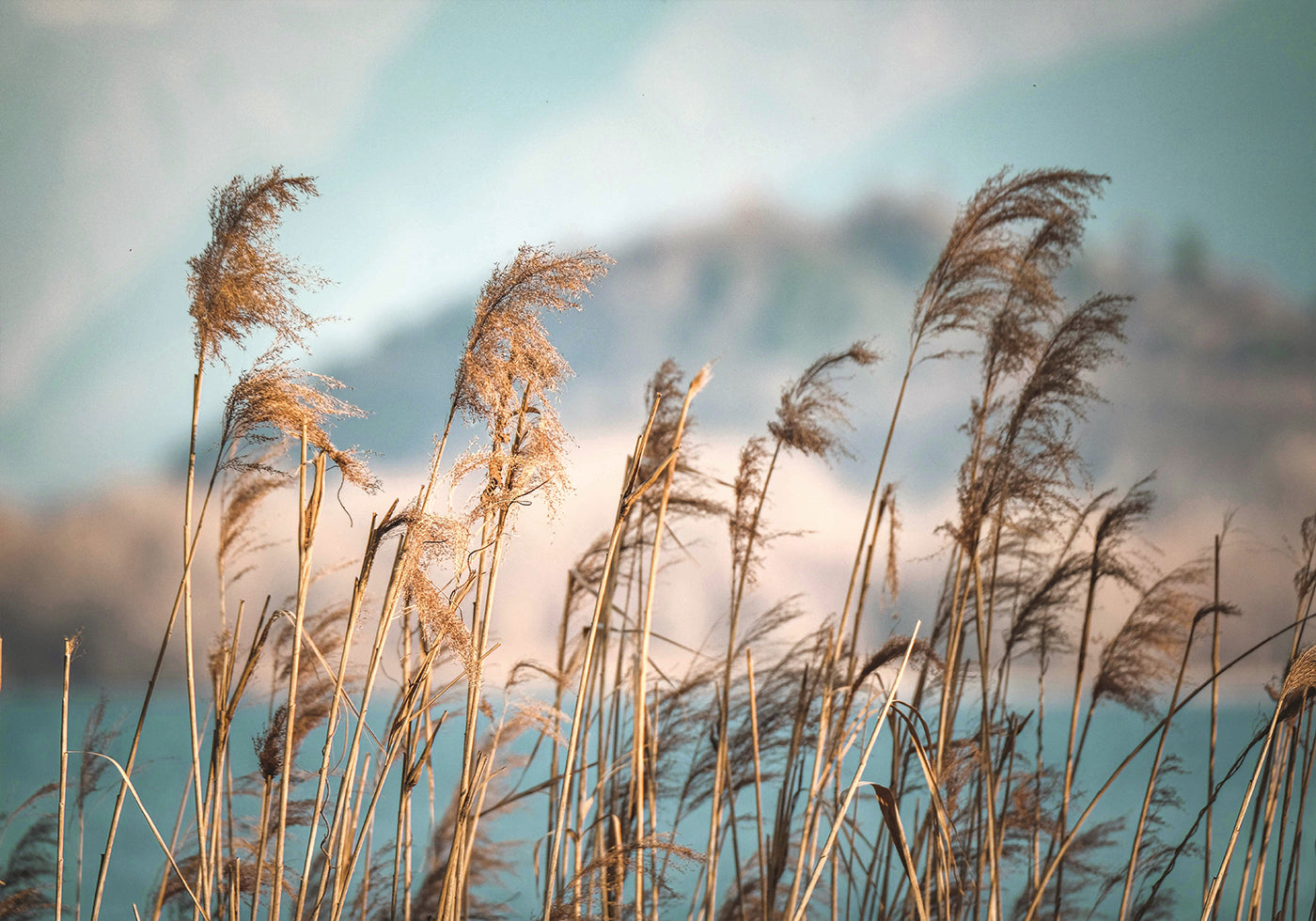 Reeds By The Lake Poster - Posterbox.dk