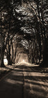 Poster „Straße zwischen Bäumen“ – Posterbox.dk