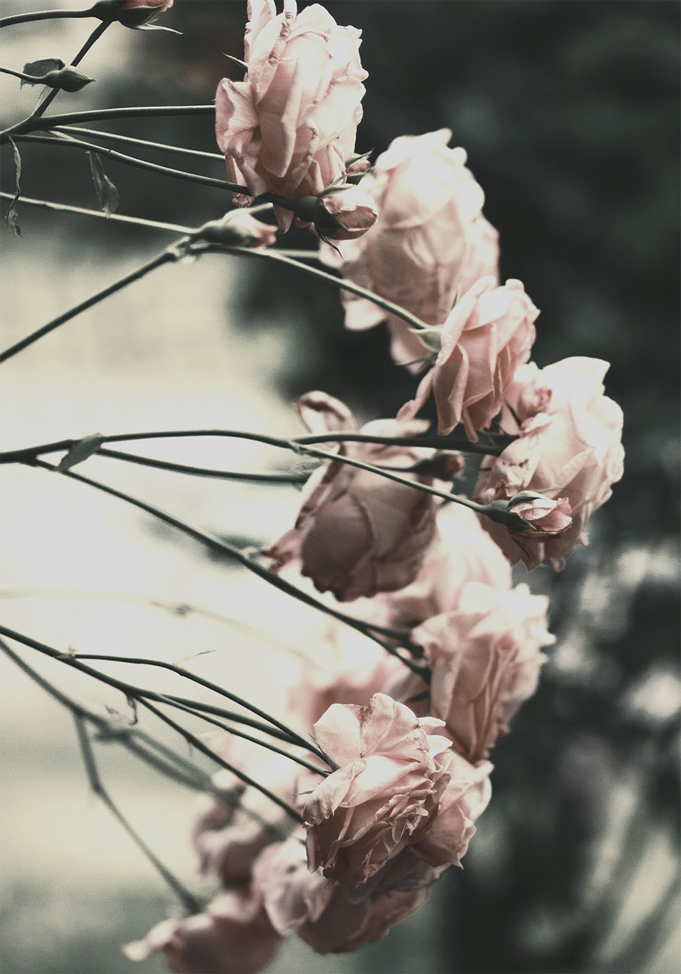 Rosenbusch-Poster - Posterbox.dk