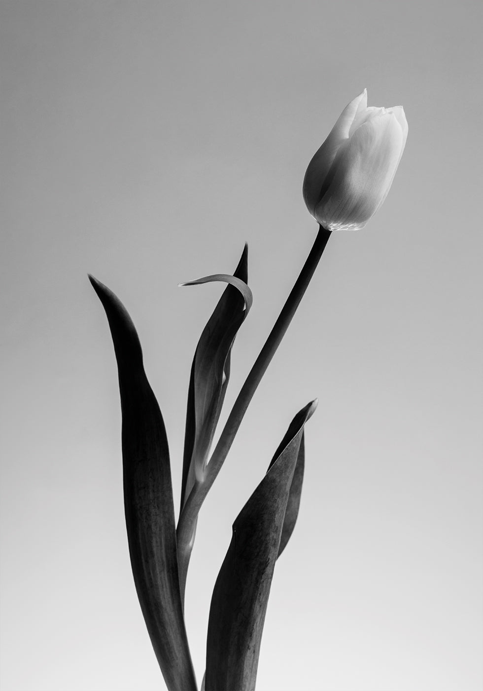 Serendipity-Poster - Posterbox.dk