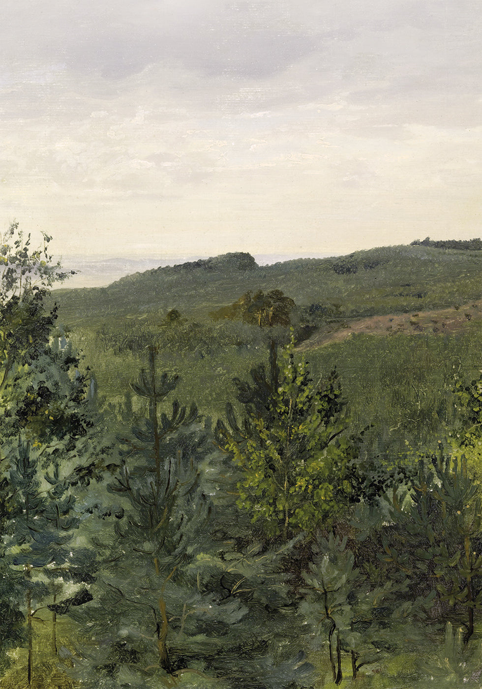 Fichtensetzlinge in sandiger Bodenstudie von Werner Holmberg Poster - Posterbox.dk