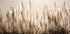 Zuckerrohrfedern bei Sonnenuntergang Poster - Posterbox.dk