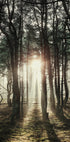Poster „Sonnenlicht durch die Bäume“ - Posterbox.dk