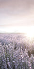 Poster „Sonnenuntergang über Lavendelfelder“ - Posterbox.dk