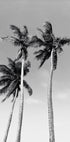 Drei Palmen Poster - Posterbox.dk