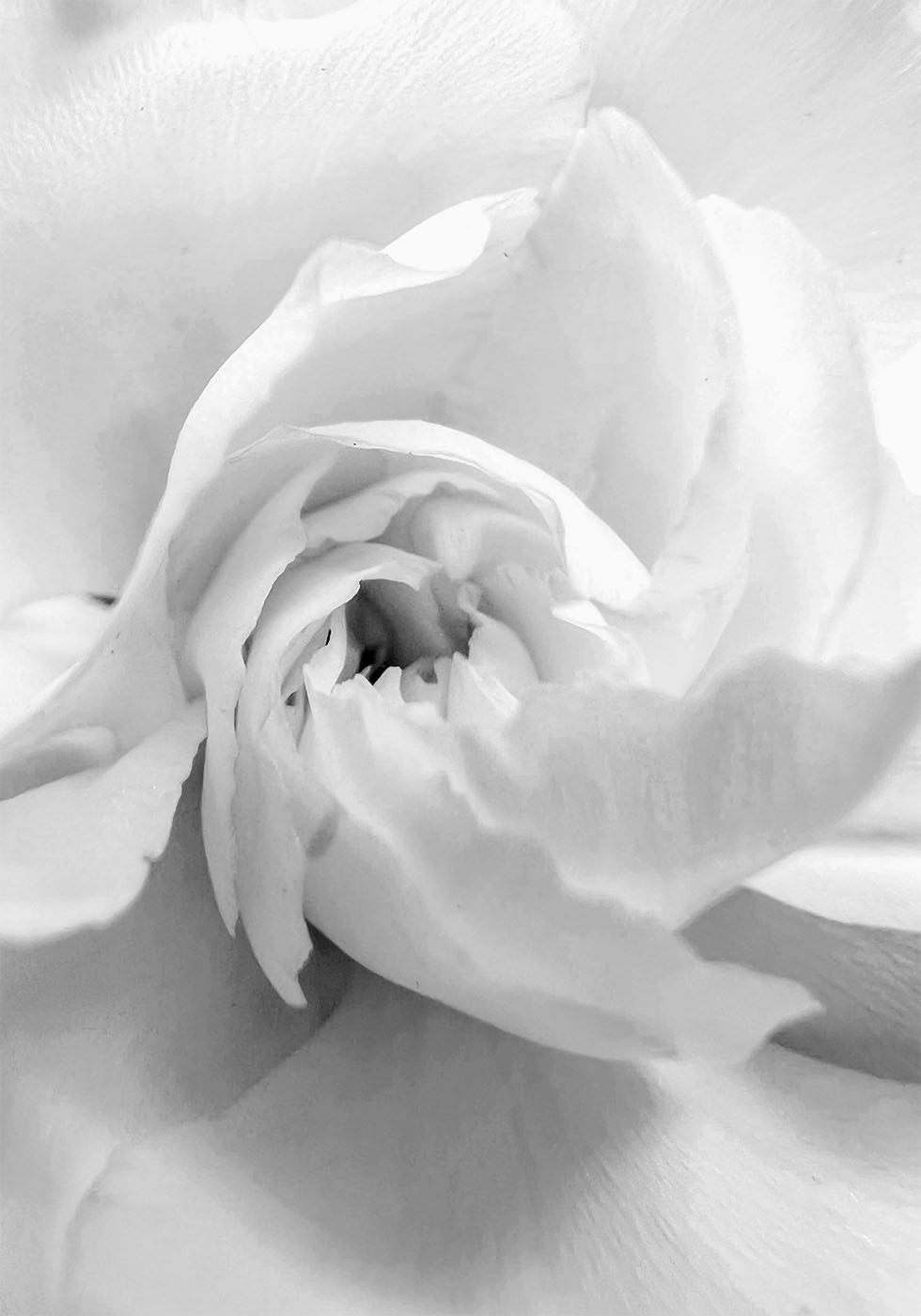 Weiße Rose Nr. 1 Poster - Posterbox.dk