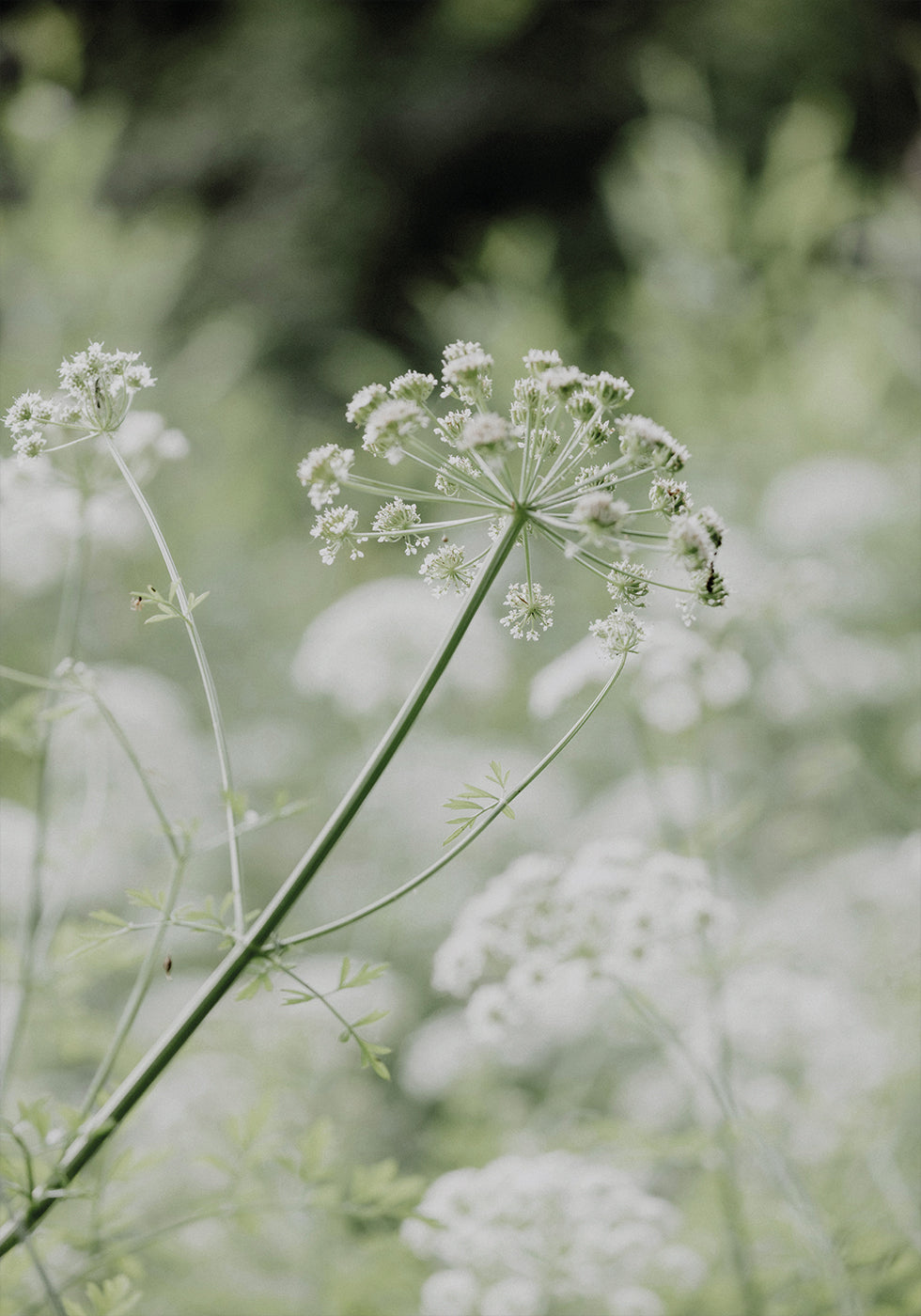 Weiße Wildblumen auf einer sanften grünen Wiese Poster - Posterbox.dk