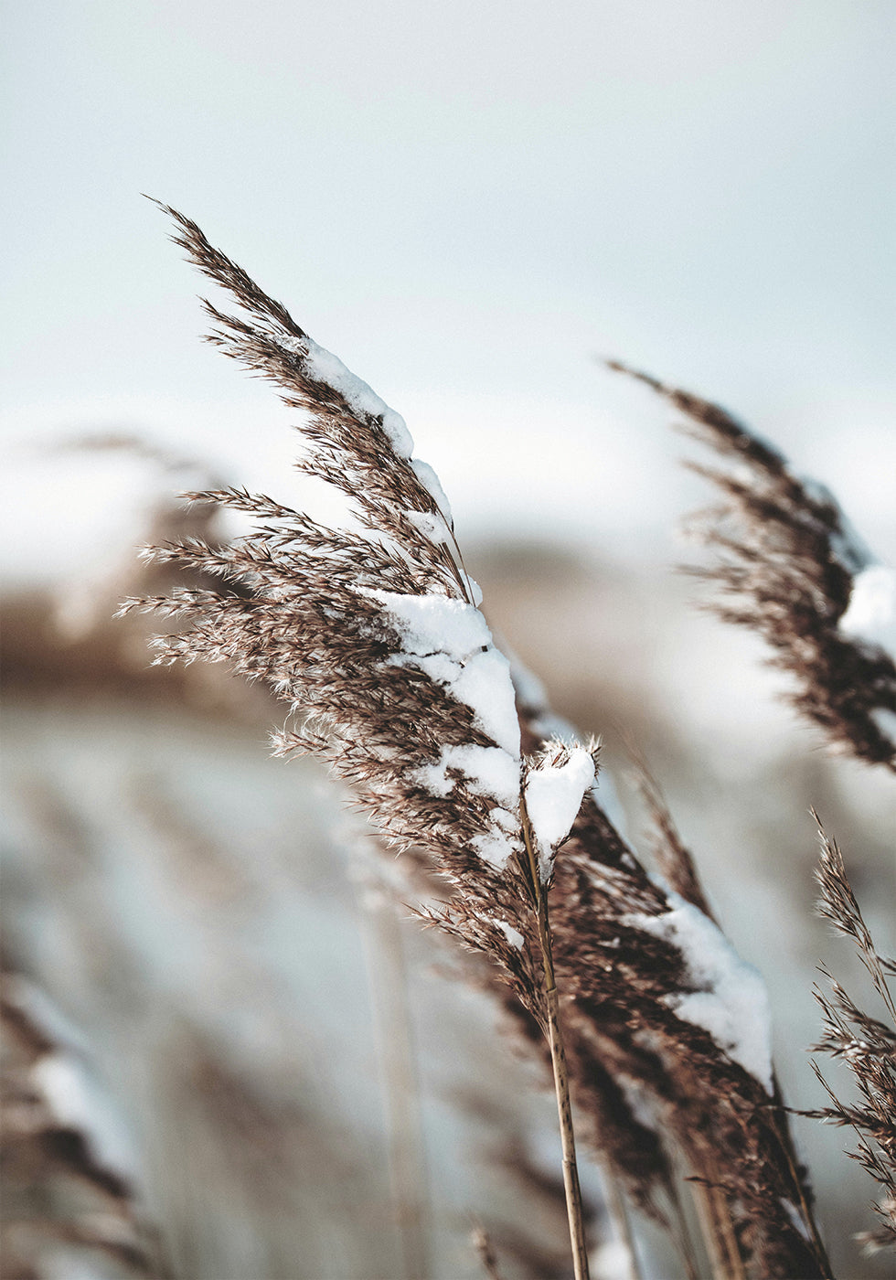 Winter Reed Poster - Posterbox.dk