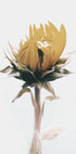 Gelbes Sonnenblumen-Poster - Posterbox.dk